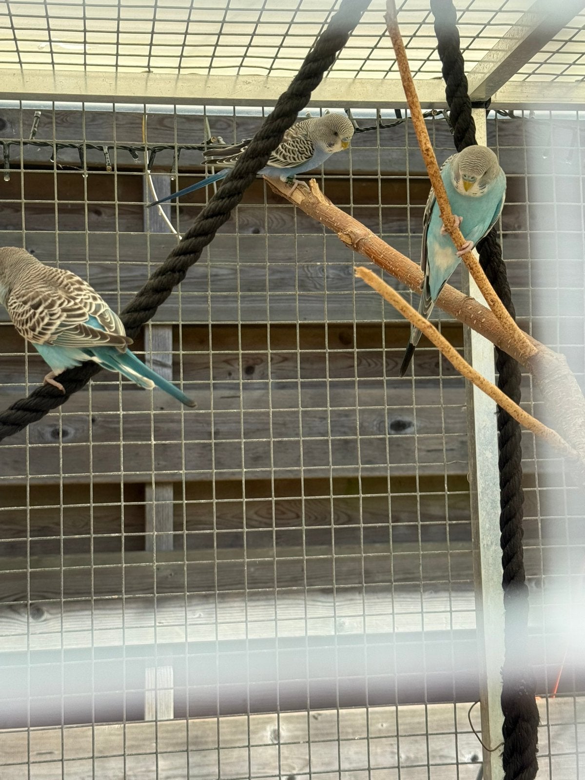 3 jonge parkieten split blackface, Meerdere dieren, Parkiet