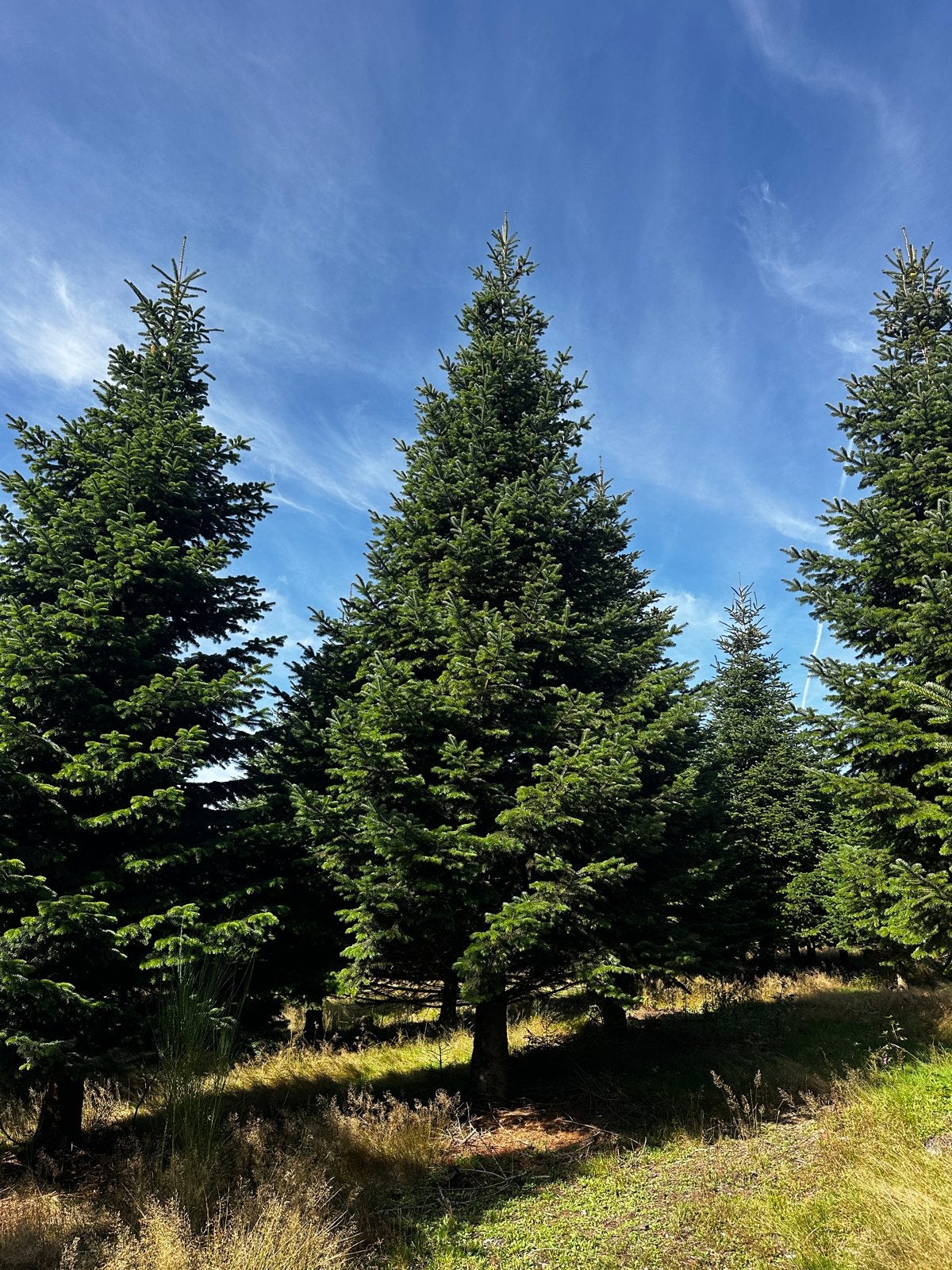 kerstbomen Nordmann die écht gezien mogen worden, Tuin en Terras, Ophalen of Verzenden, Volle zon, Overige soorten