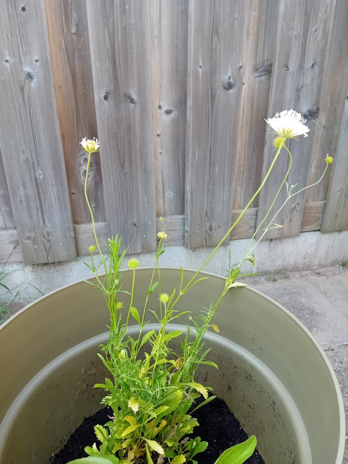 Tuinplanten, Ophalen, Overige soorten, Halfschaduw