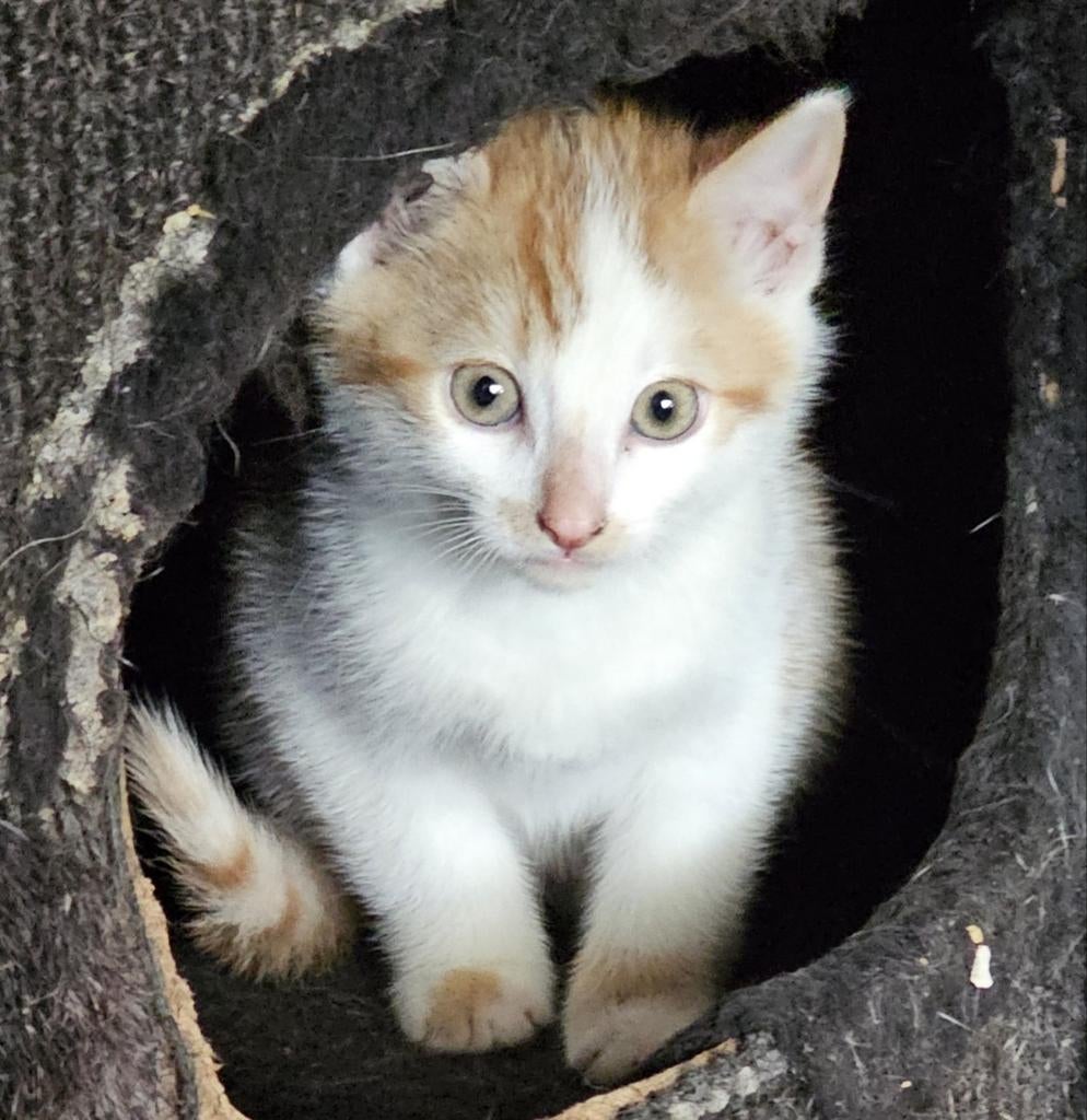 Lieve kittens kruising Europese Korthaar, Meerdere dieren
