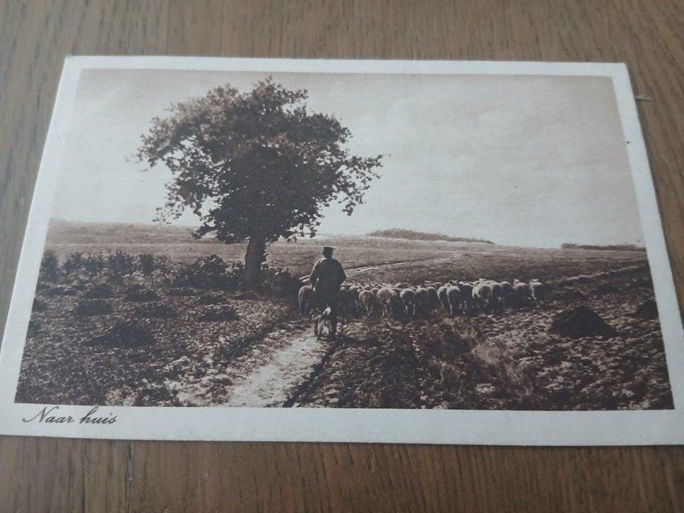 ANSICHTKAART SCHAPENHERDER  1921, Verzenden, 1920 tot 1940, Gelopen, Ambachten of Beroep