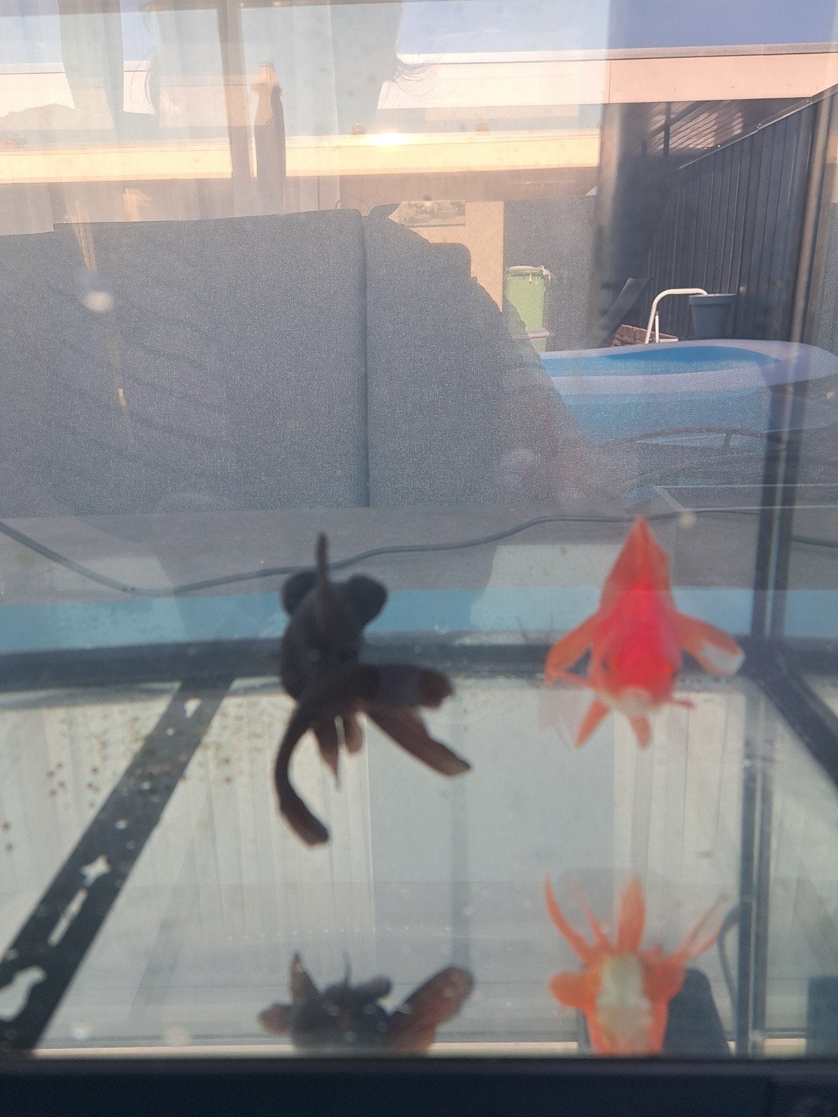 aquarium, Goudvis(sen)