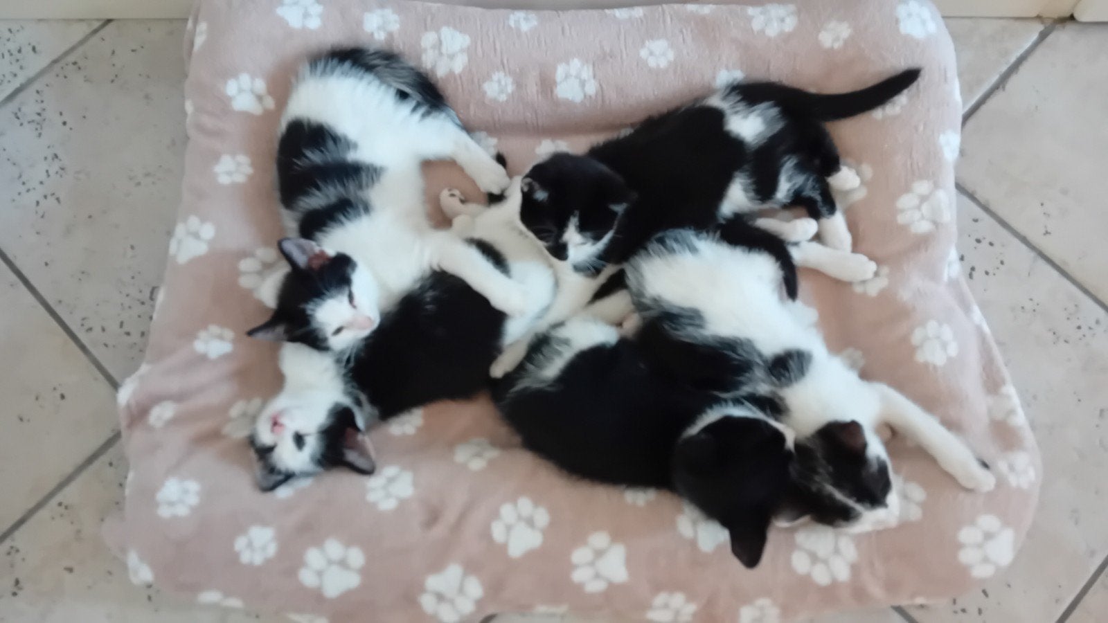 schattige zwartwitte kittens, Meerdere dieren, Ontwormd, 0 tot 2 jaar