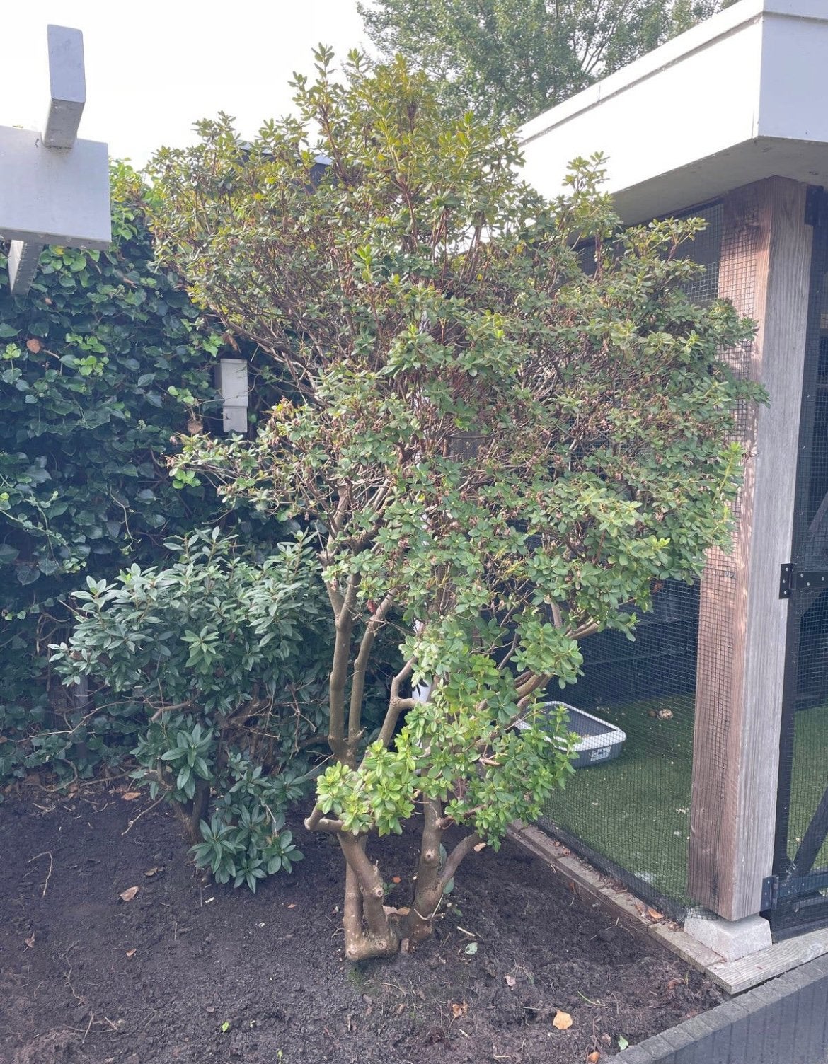 Gratis zelf uitgraven: Japanse Azalea, Ophalen, Bloeit niet, Halfschaduw, Overige soorten