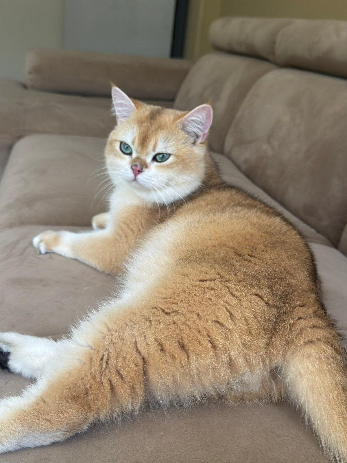 Dekkater britse korthaar golden shaded stamboom kampioenlijn, Dieren en Toebehoren, Katten en Kittens | Dekkaters, 0 tot 2 jaar