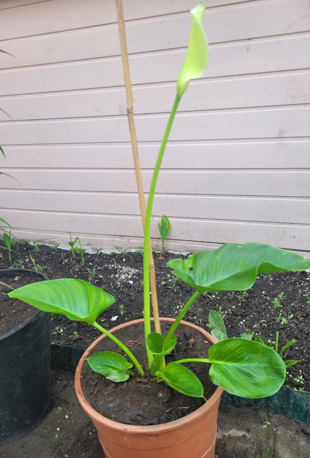 Witte Calla Lelie in pot - Zantedeschia Aethiopica, Ophalen of Verzenden, Overige soorten, Volle zon