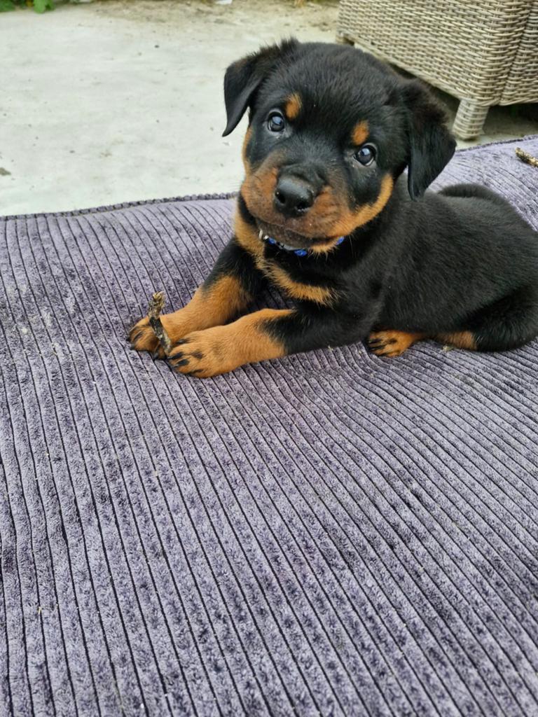 Prachtige Rottweiler reu pup, Dieren en Toebehoren, Honden | Bulldogs, Pinschers en Molossers, Reu, 8 tot 15 weken, Parvo, Eén hond