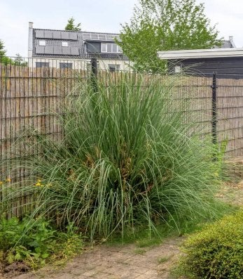 Reuze pampasgras, Ophalen, Vaste plant, Siergrassen, Volle zon