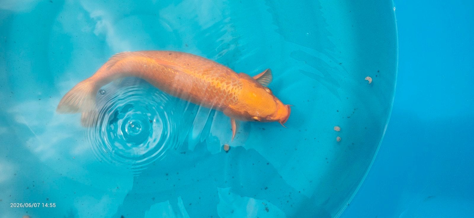 3 kois, Karper of Koi