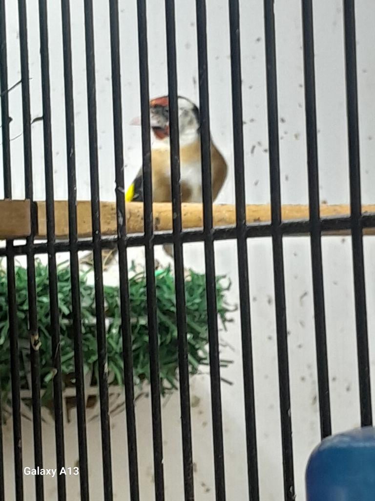 Te koop bloemputter pop van 2025, Dieren en Toebehoren, Vogels | Overige Vogels, Vrouwelijk