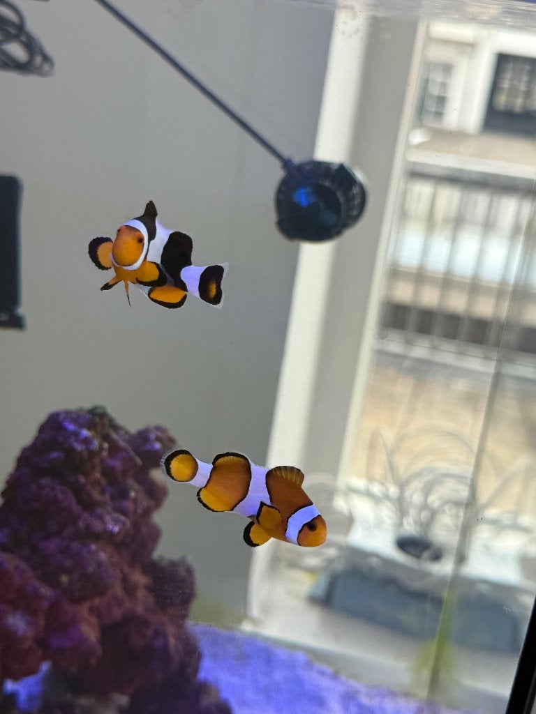 Amphiprion Percula & Amphiprion Ocellaris, Vis, Zoutwatervis