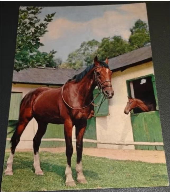Paarden - Vita Nova, Verzenden, 1980 tot heden, Gelopen, Paard