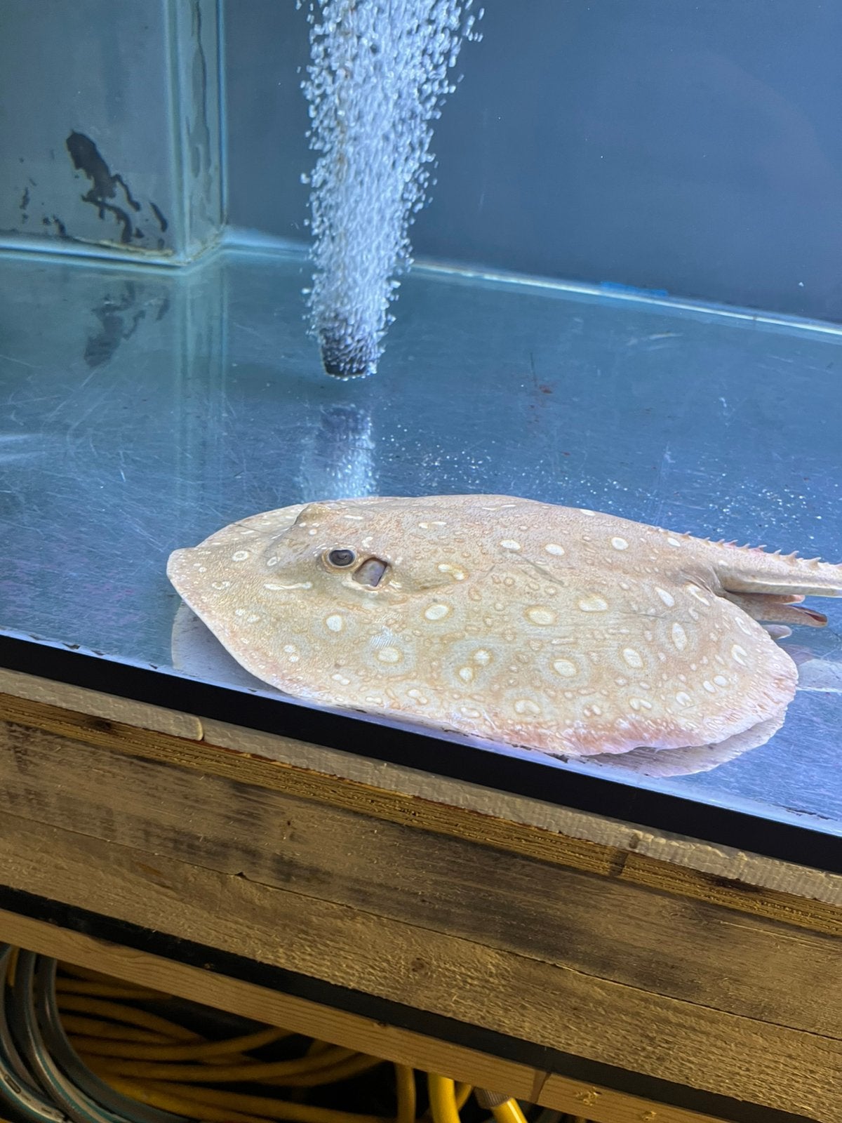 potamotrygon albino male 30 cm disc, Vis