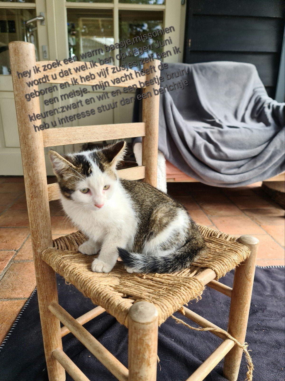 kittens 12 weken, Poes, Langharig, 0 tot 2 jaar