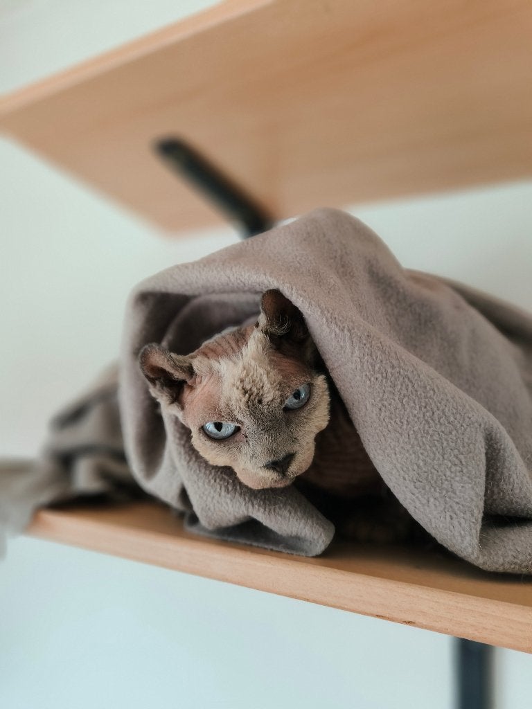 Prachtige poes Lolita zoekt haar thuis!, Dieren en Toebehoren, Katten en Kittens | Raskatten | Korthaar, Poes, Gechipt, 6 jaar of ouder