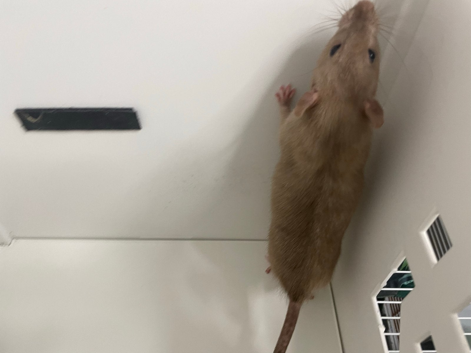 3 lieve ratjes mannetjes, Dieren en Toebehoren, Rat, Maart, Mannelijk, Tam