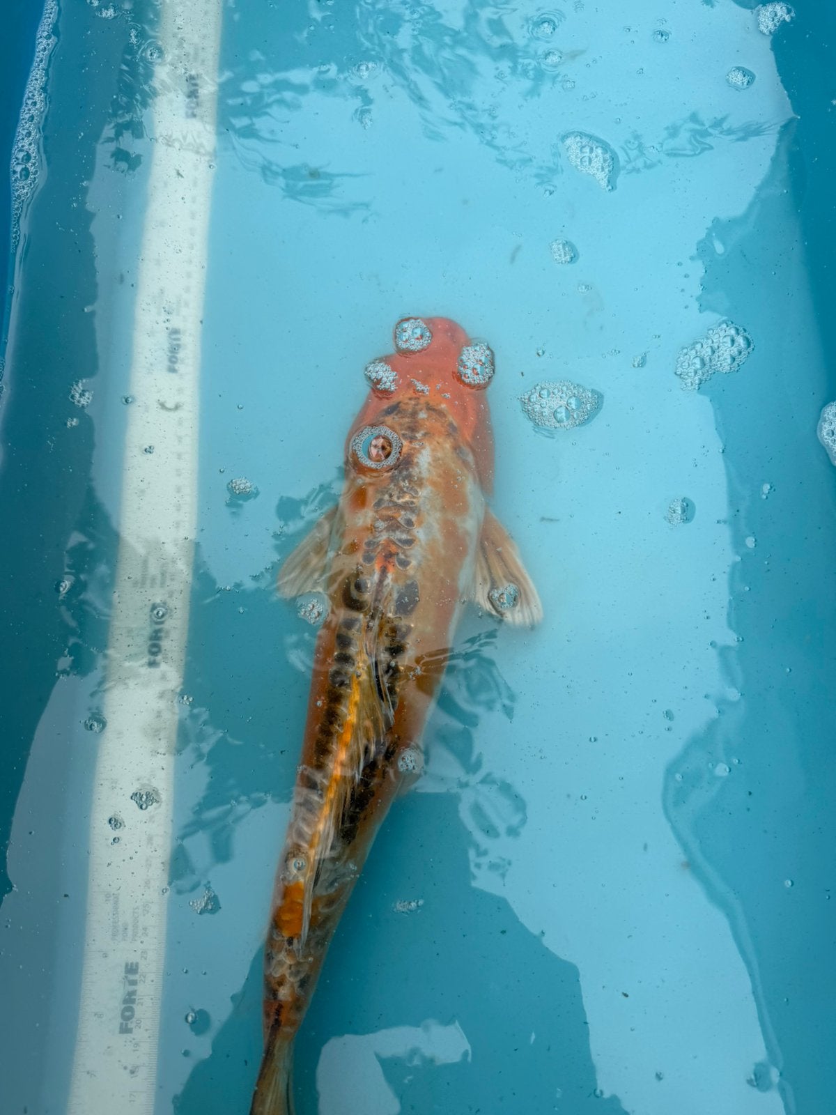 Ki Shusui koi, Dieren en Toebehoren, Karper of Koi