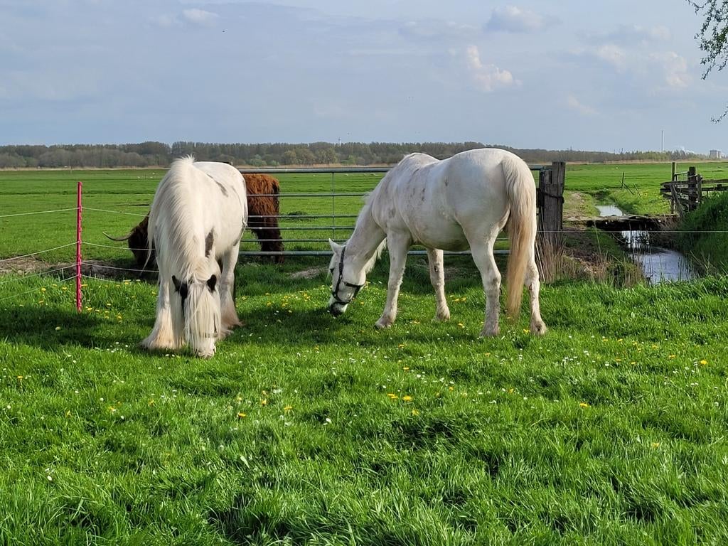 NIEUW!! Gezocht: Robuust koudbloed Paard, Merrie, Met stamboom, 7 tot 10 jaar, 160 tot 165 cm