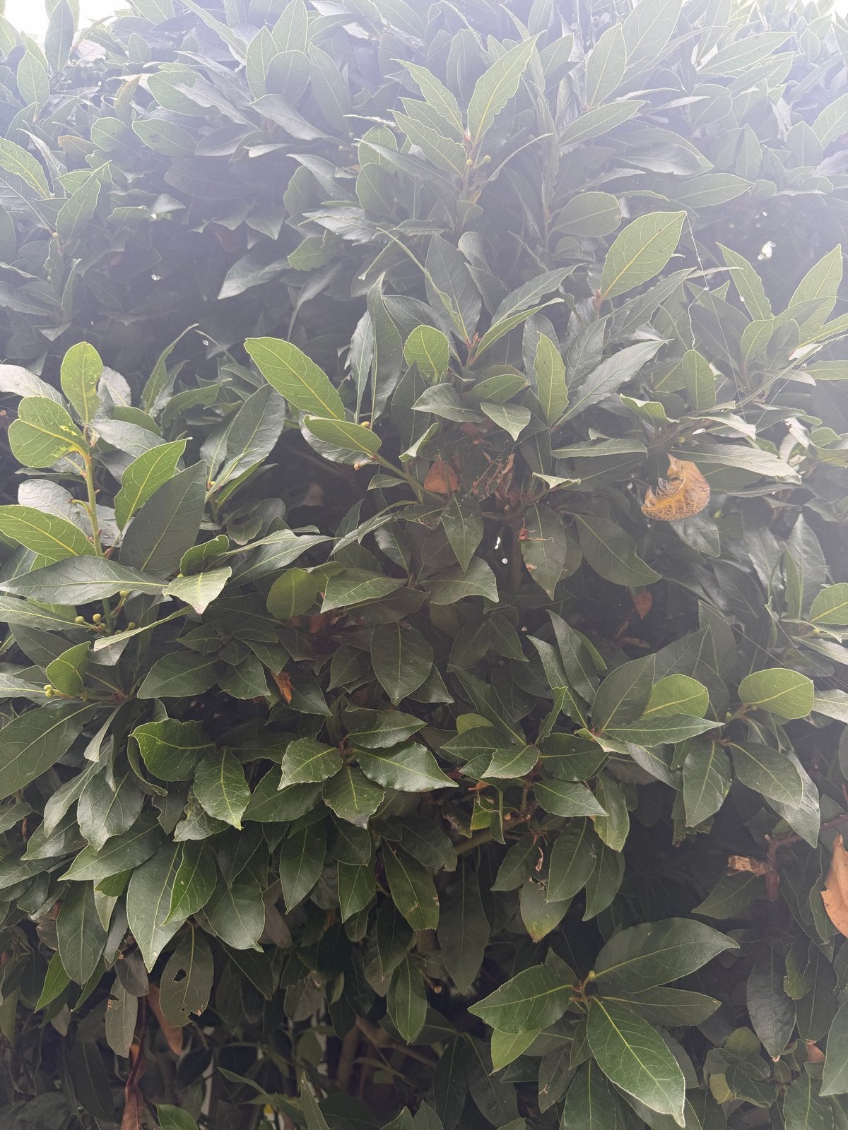 Mooie Bolboom - Zelf Uithalen, Bloeit niet, 250 tot 400 cm, Ophalen, Volle zon