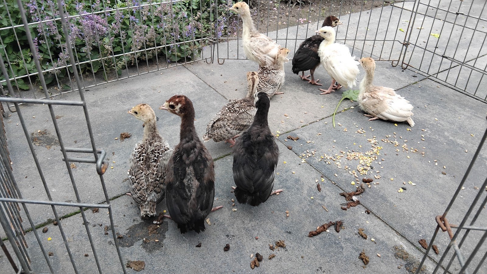 Kalkoen kuikens, Dieren en Toebehoren, Pluimvee, Geslacht onbekend, Kalkoen