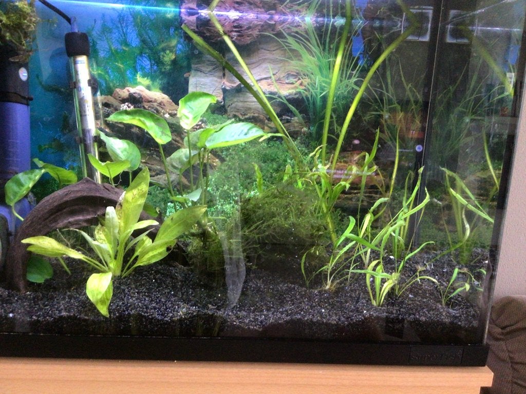 Te koop, Ophalen, Inclusief vissen, Superfish, Gevuld zoetwateraquarium