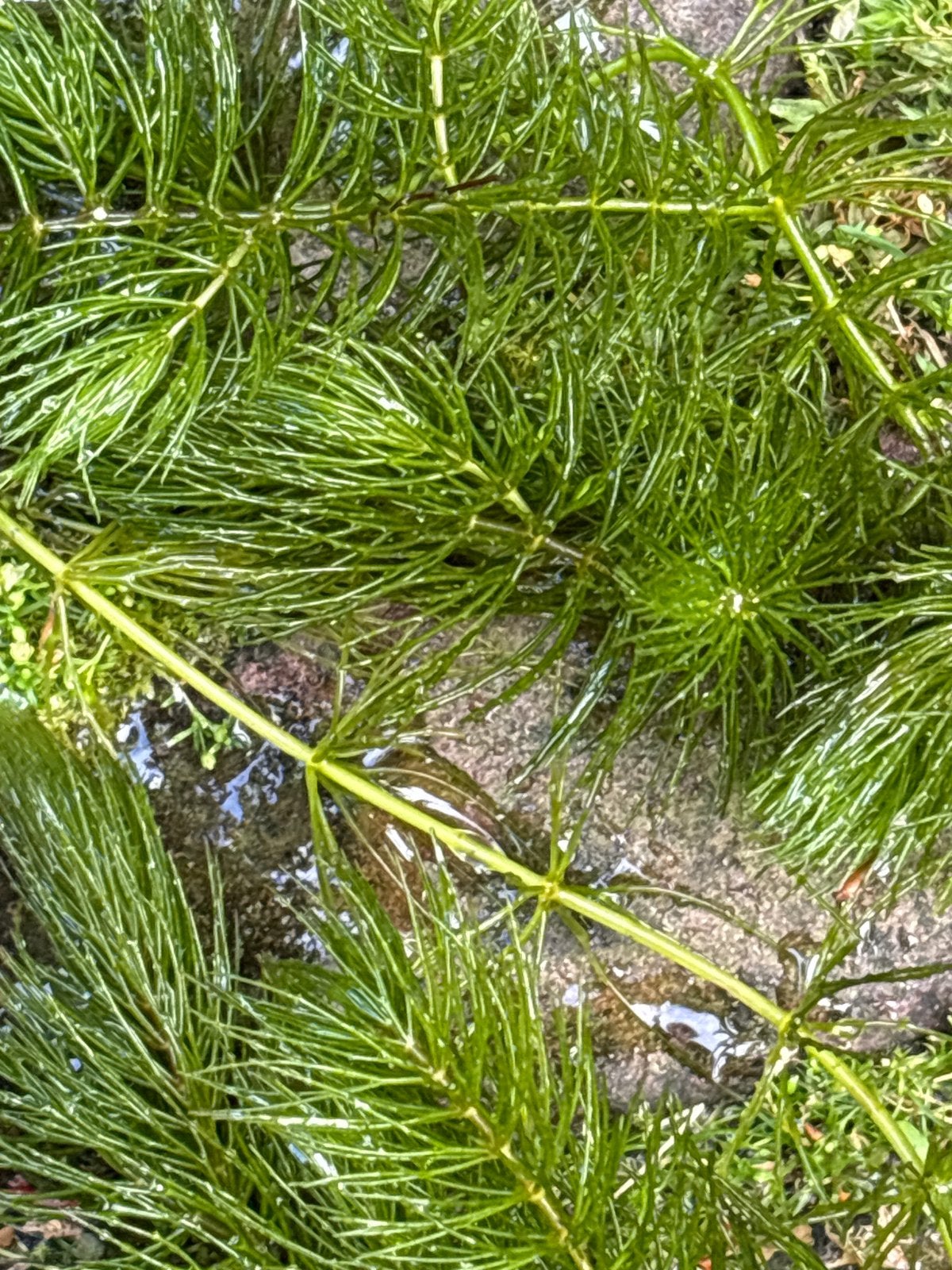 Hoornblad zuurstofplant, Ophalen, Nieuw