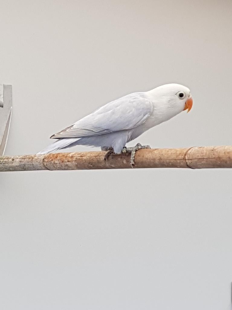 Fischerie, Dieren en Toebehoren, Vogels | Parkieten en Papegaaien, Mannelijk, Dwergpapegaai of Agapornis, Geringd