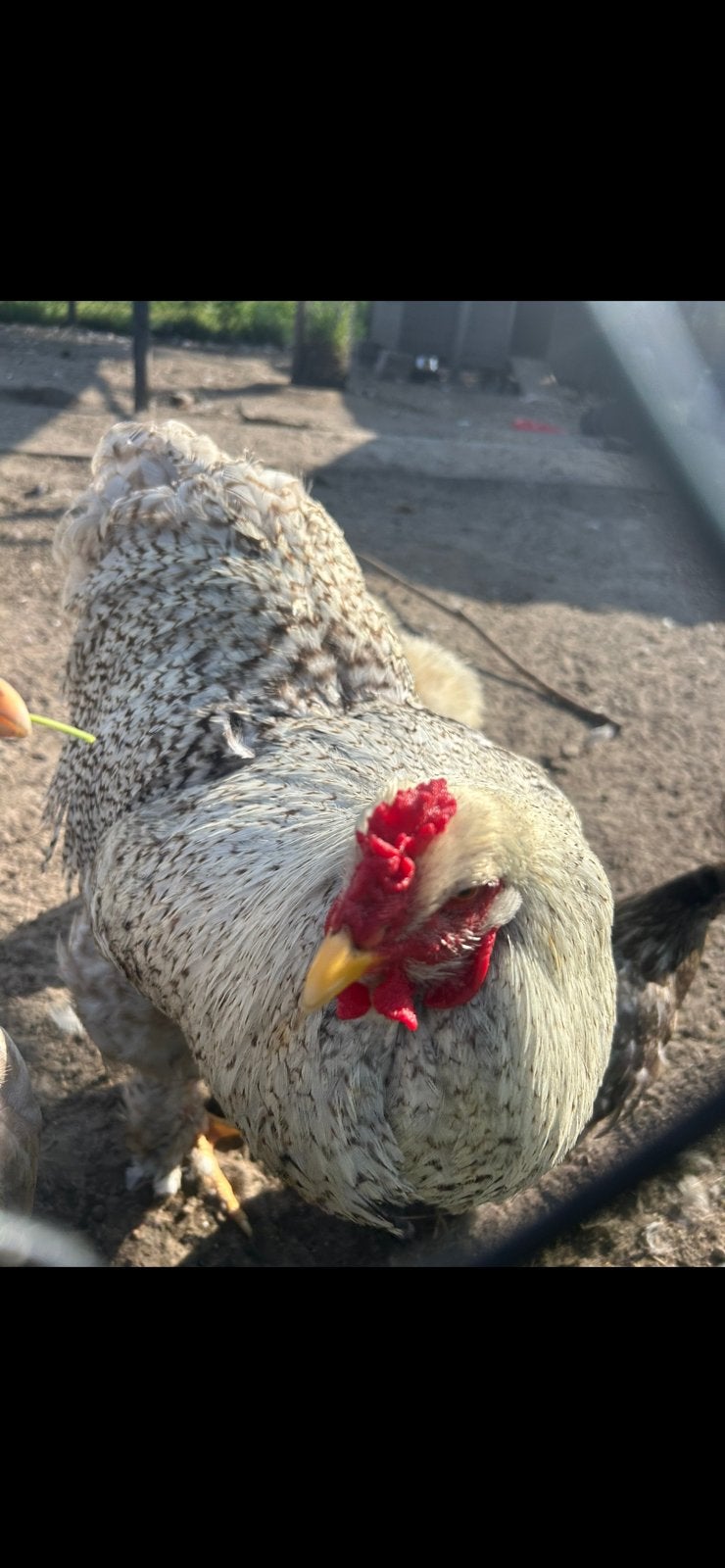 Grote brahma haan