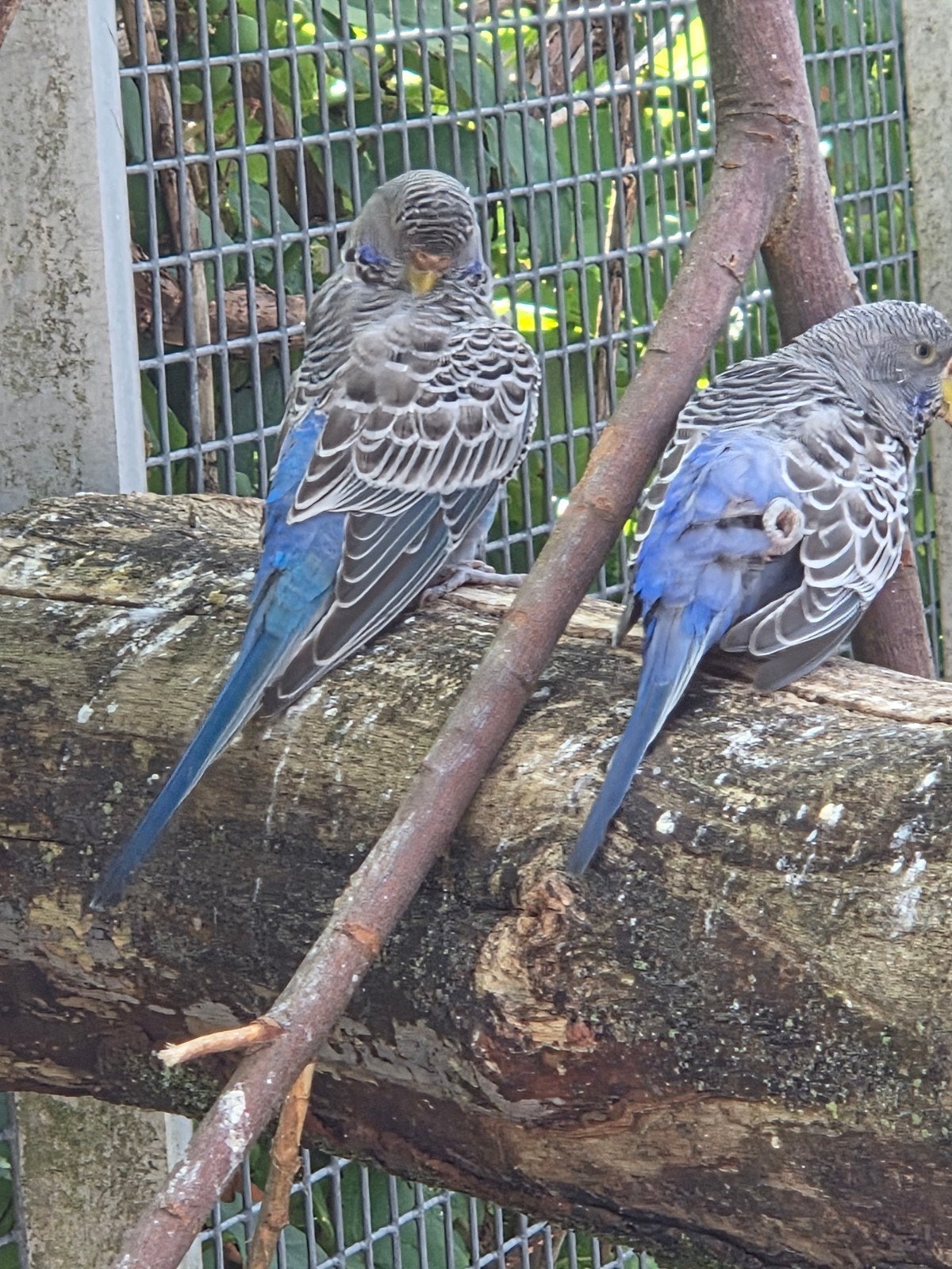 blackface split blackwing, bfbw man ,bw split bf split dunfa, Dieren en Toebehoren, Vogels | Parkieten en Papegaaien, Meerdere dieren