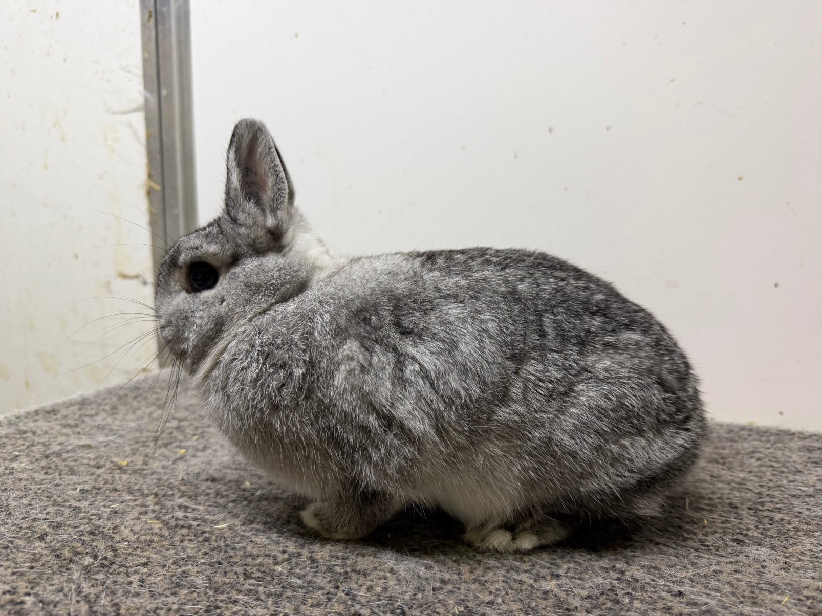 Drachtige chinchilla kleurdwerg, Vrouwelijk, Dwerg
