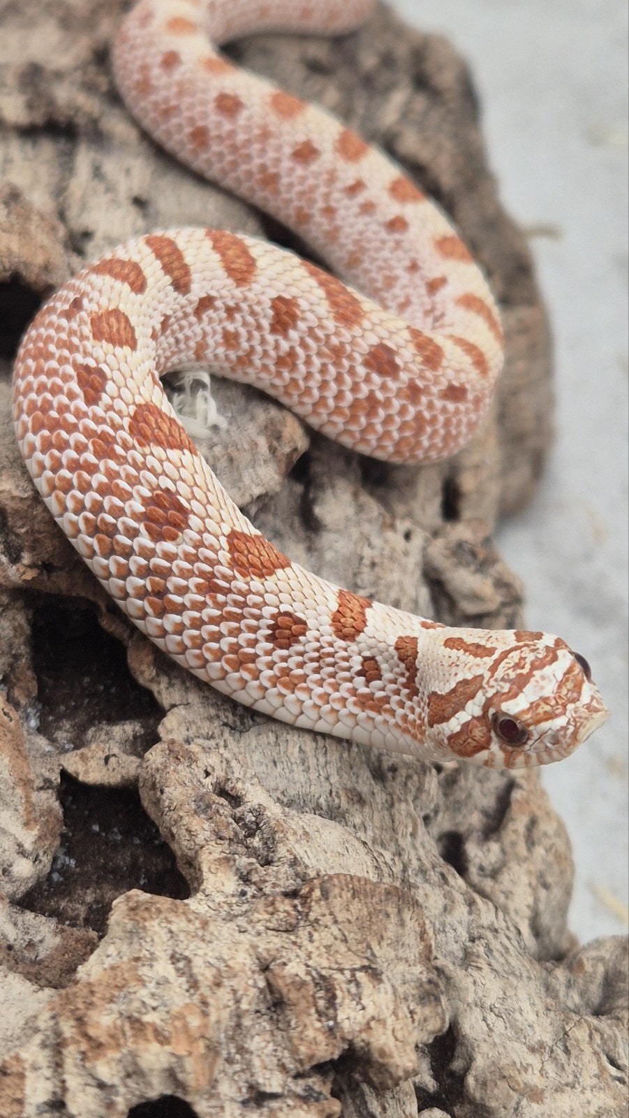 Haakneuslang red toffeebelly Hognose Snake - unknown for sale from De Jong