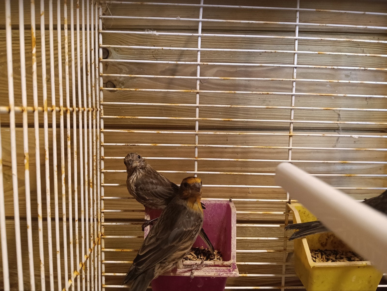 div Mexicaans roodmussen mannen en vrouwen, Meerdere dieren