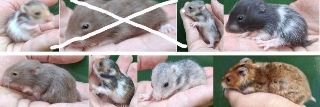 Kindvriendelyke syrische hamster goudhamster van hobbyfokker, Dieren en Toebehoren, Knaagdieren, Hamster, Juni, Meerdere dieren