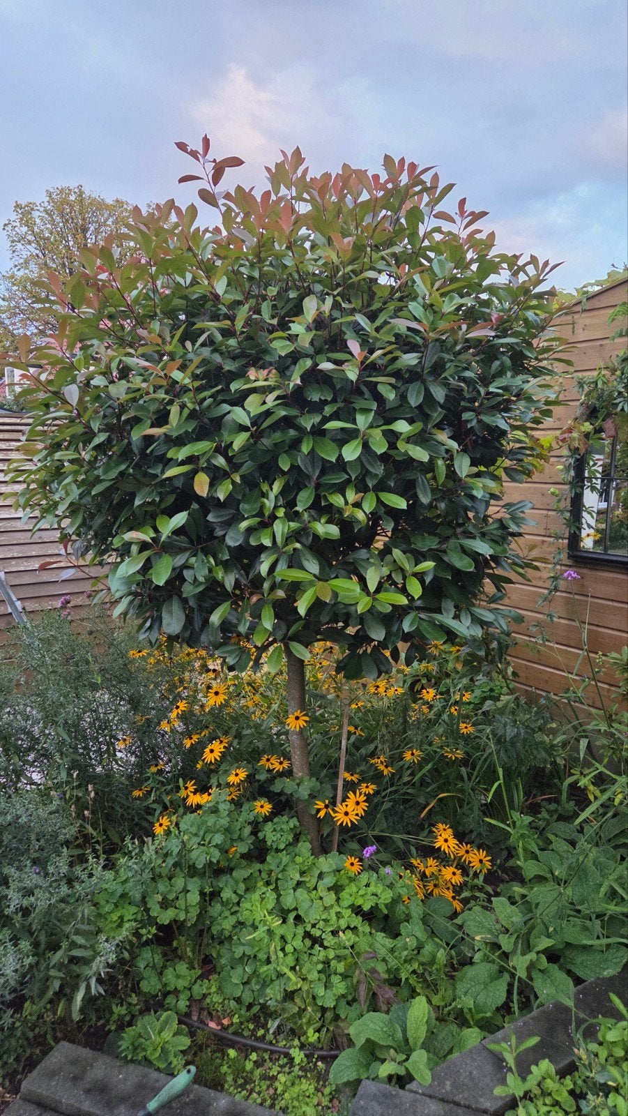 Twee bolbomen Glansmispel (Photinia) "Red Robin"  te koop, Tuin en Terras, Halfschaduw, Lente, 100 tot 250 cm, Ophalen