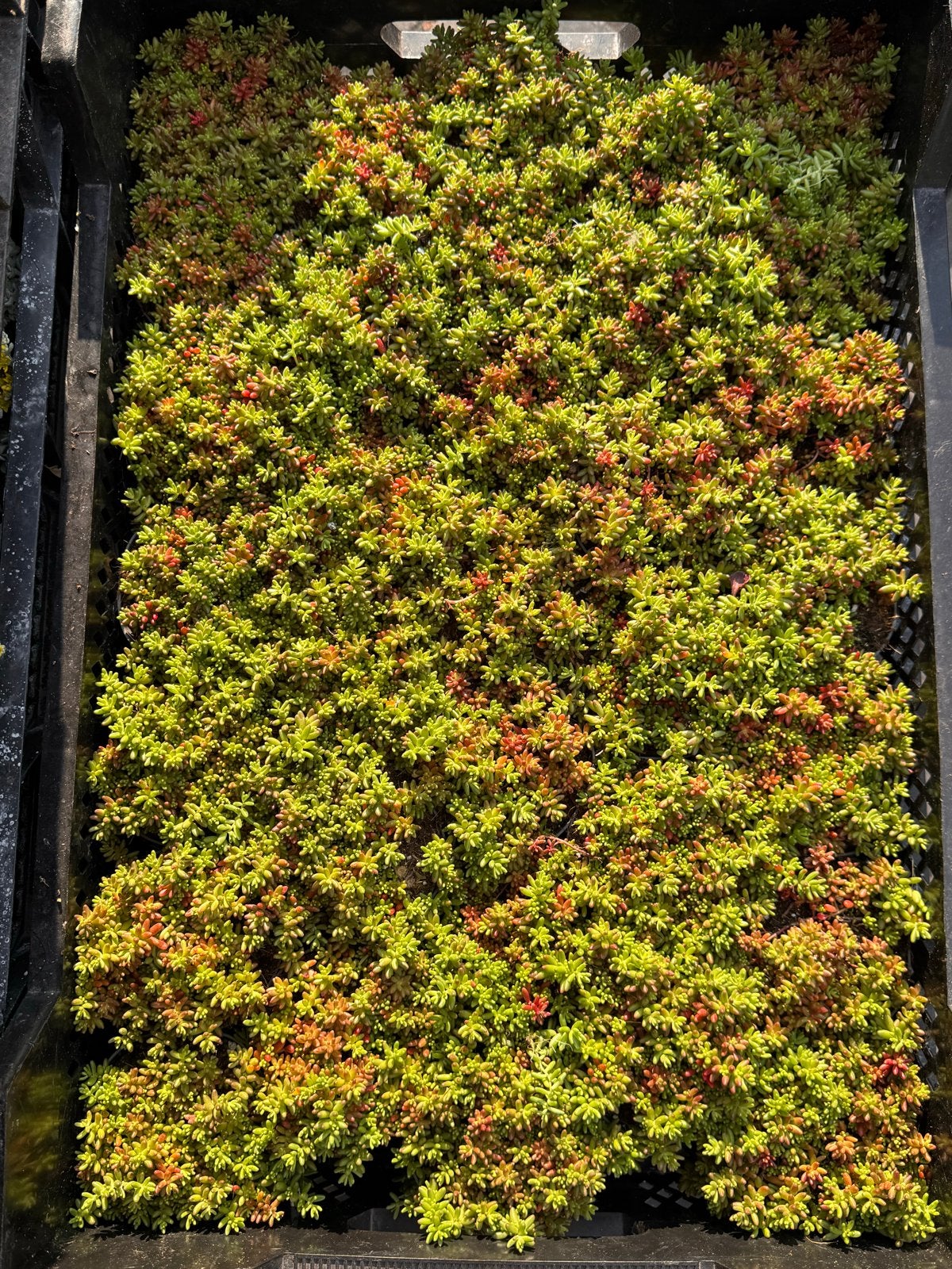 Foto 3 van Rotsplanten: 30 soorten,10 voor €10, sempervivum, sedums enz