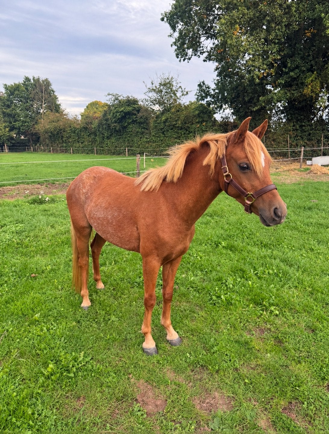 Knappe 3 jarige welsh merrie, Dieren en Toebehoren, Merrie, Met stamboom, Dressuurpony, 3 tot 6 jaar