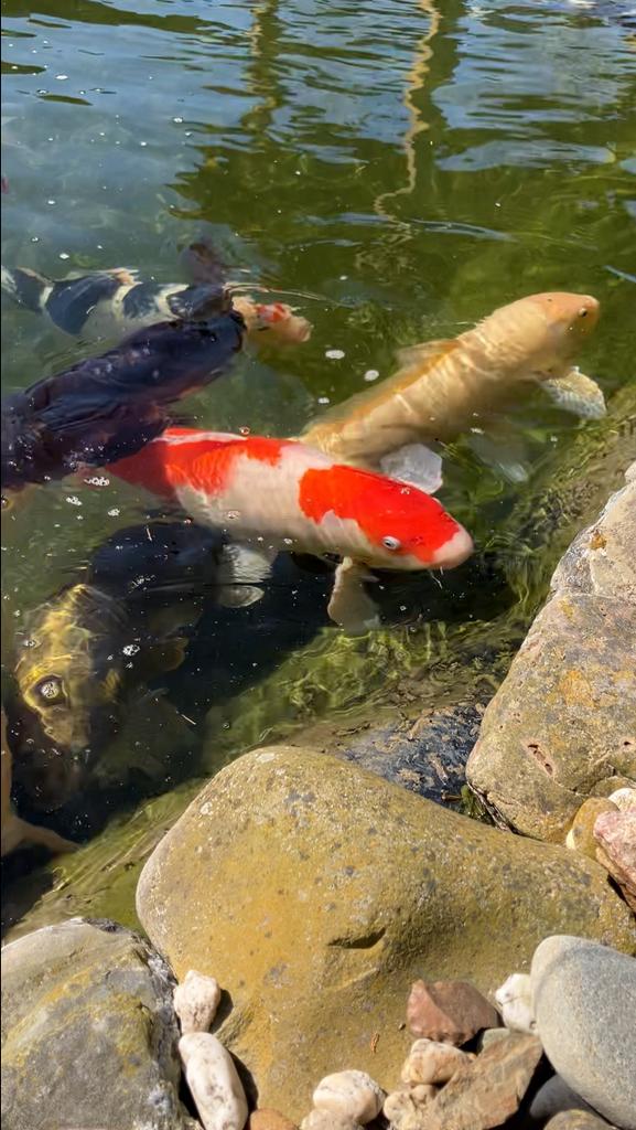 Koi’s te koop van verschillende maten, Karper of Koi