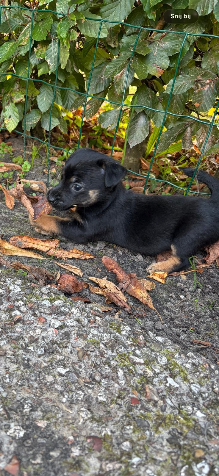 jackrussel pup, Jack Russell Terriër, 8 tot 15 weken, Teef, Meerdere