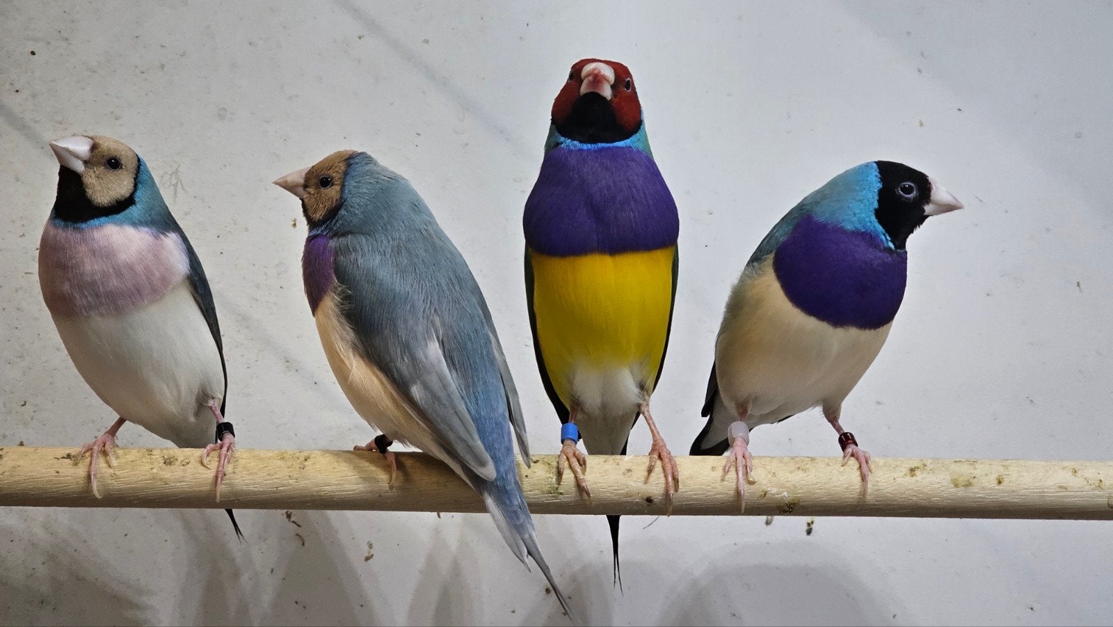 5-0 gould amadine, Dieren en Toebehoren, Vogels | Overige Vogels, Mannelijk