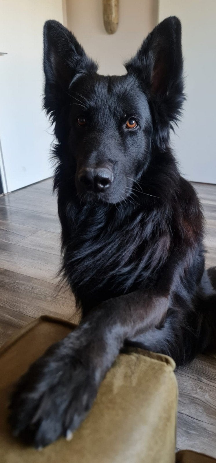 goed tehuis gezocht, Parvo, Reu, Eén hond, 3 tot 5 jaar