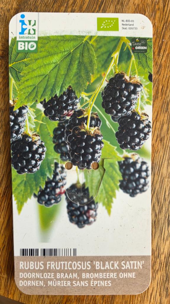 Bramen Black Satin - Fruitige Aanwinst voor uw Tuin, Ophalen, Lente, Overige soorten, Volle zon