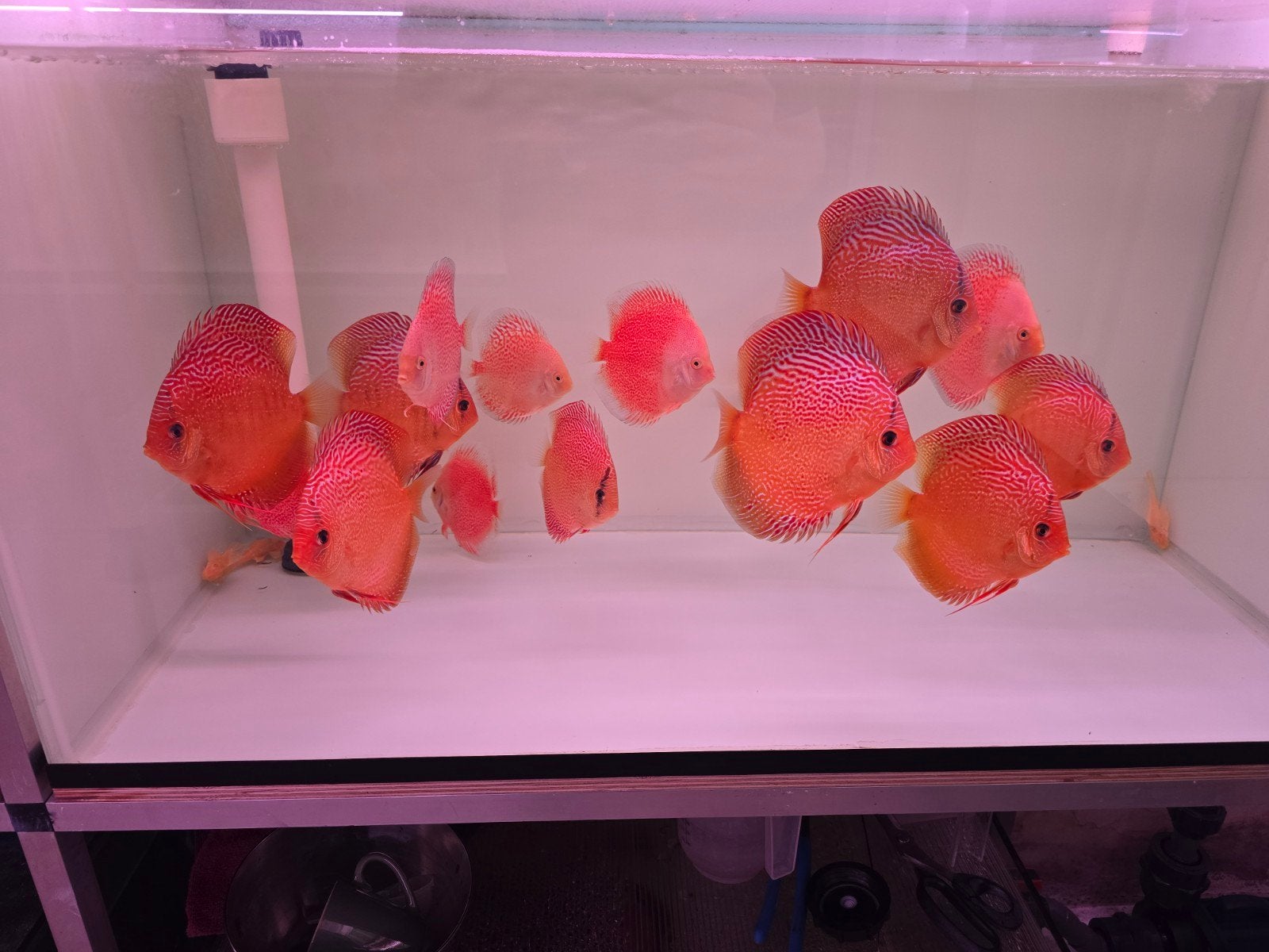 Discusvissen, Dieren en Toebehoren, Vis, Zoetwatervis, Schoolvis