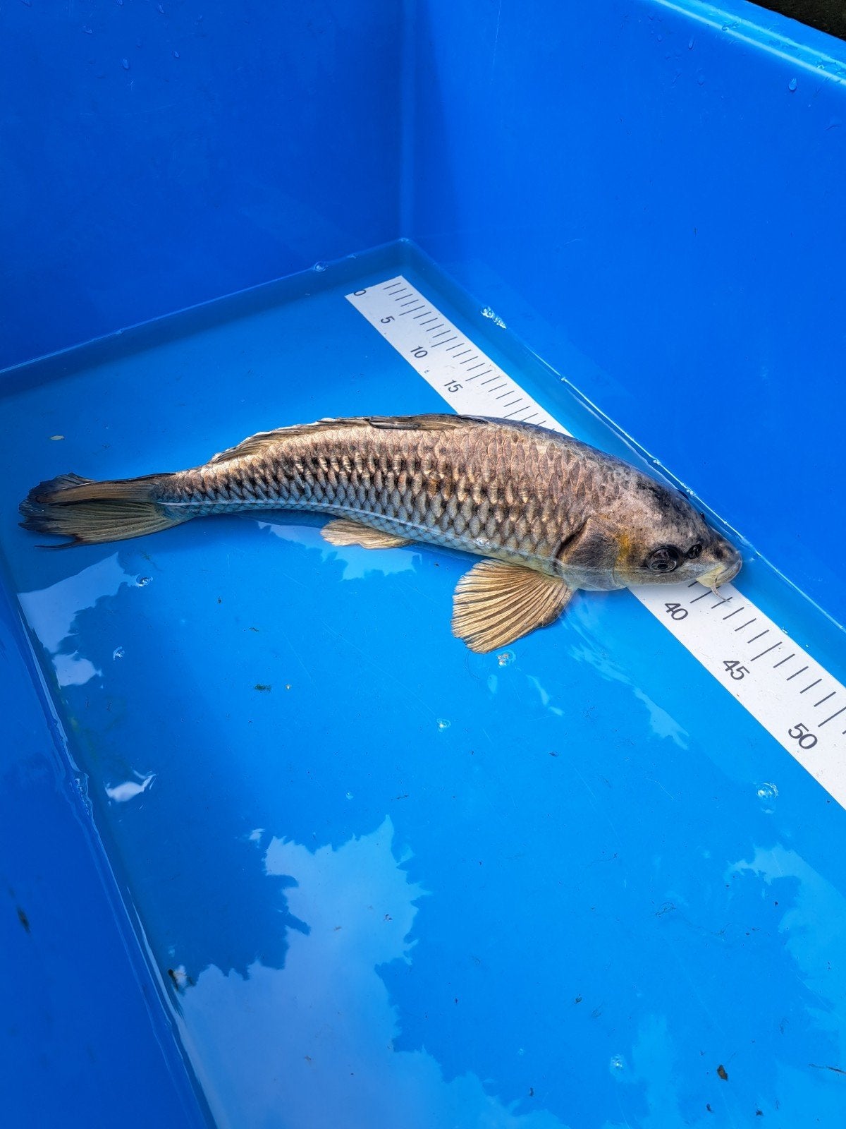 GHOST KOI KARPER 45  CM, Karper of Koi