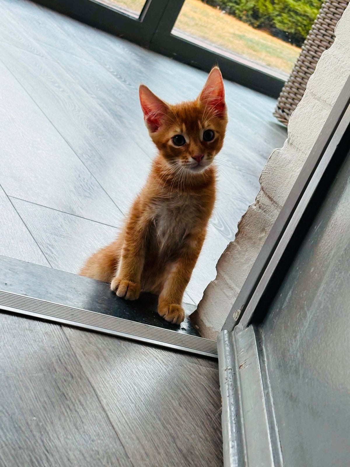 Lief Abessijn katertje zoekt een warm thuis, Kater