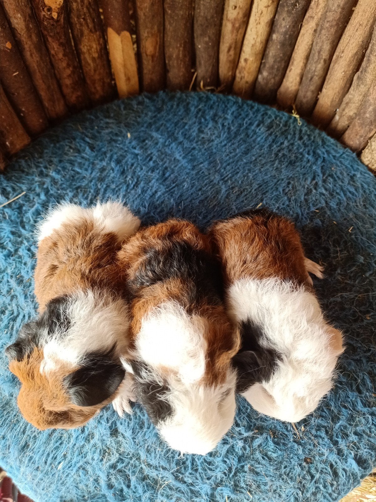 ch teddy cavia, Dieren en Toebehoren, Knaagdieren, Augustus, Mannelijk