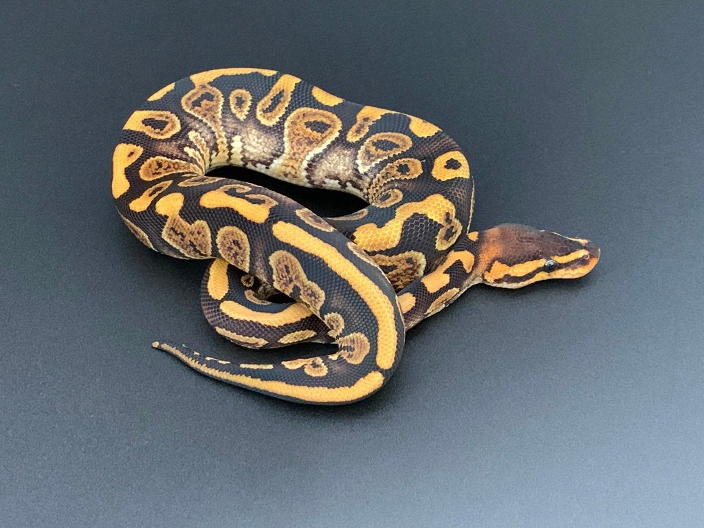0.1 gravel wookie het hypo python regius Ball Python - female for sale from DemonSnakes
