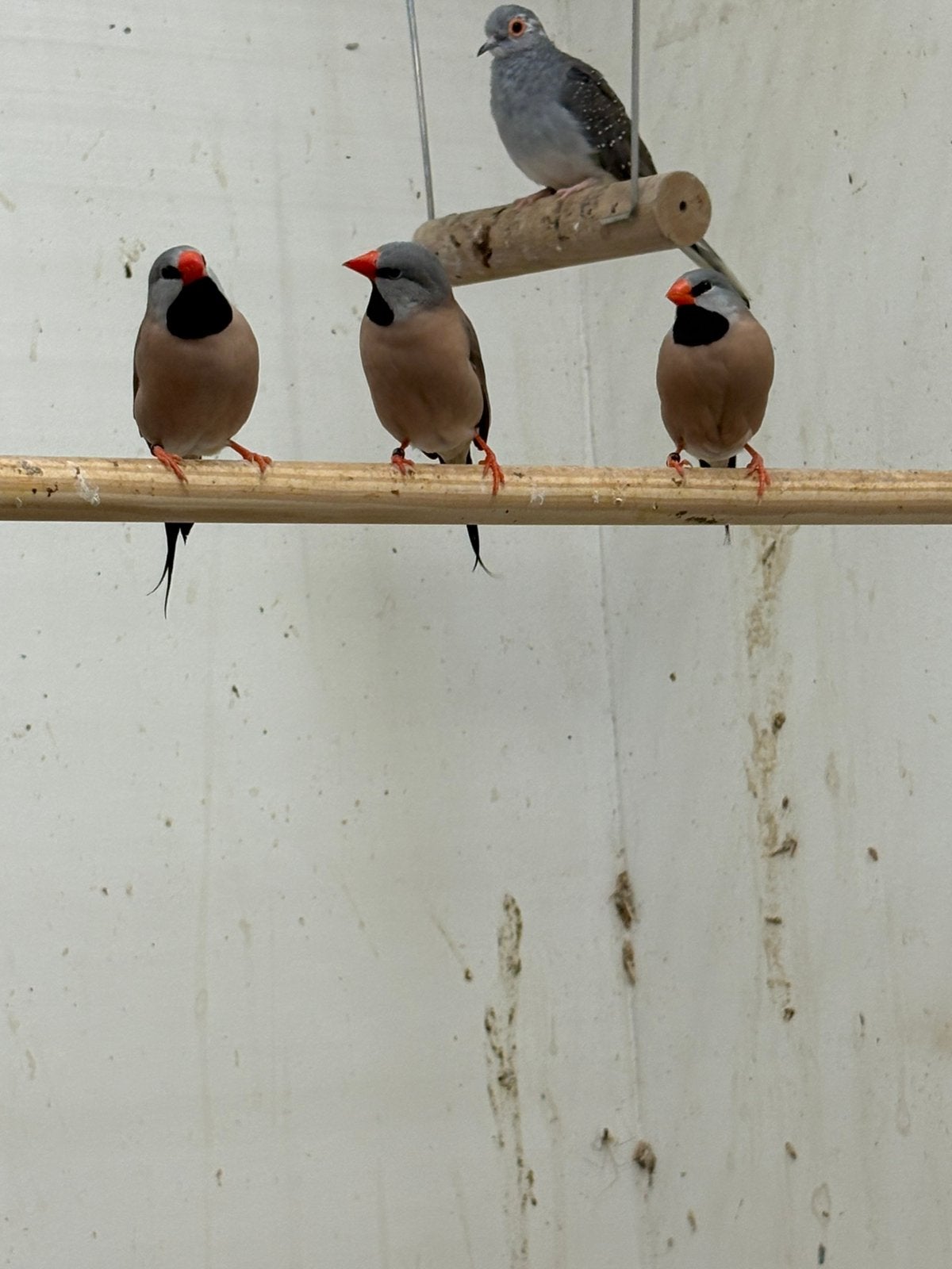 Meerdere spitsstaartamadines, Dieren en Toebehoren, Meerdere dieren, Geringd