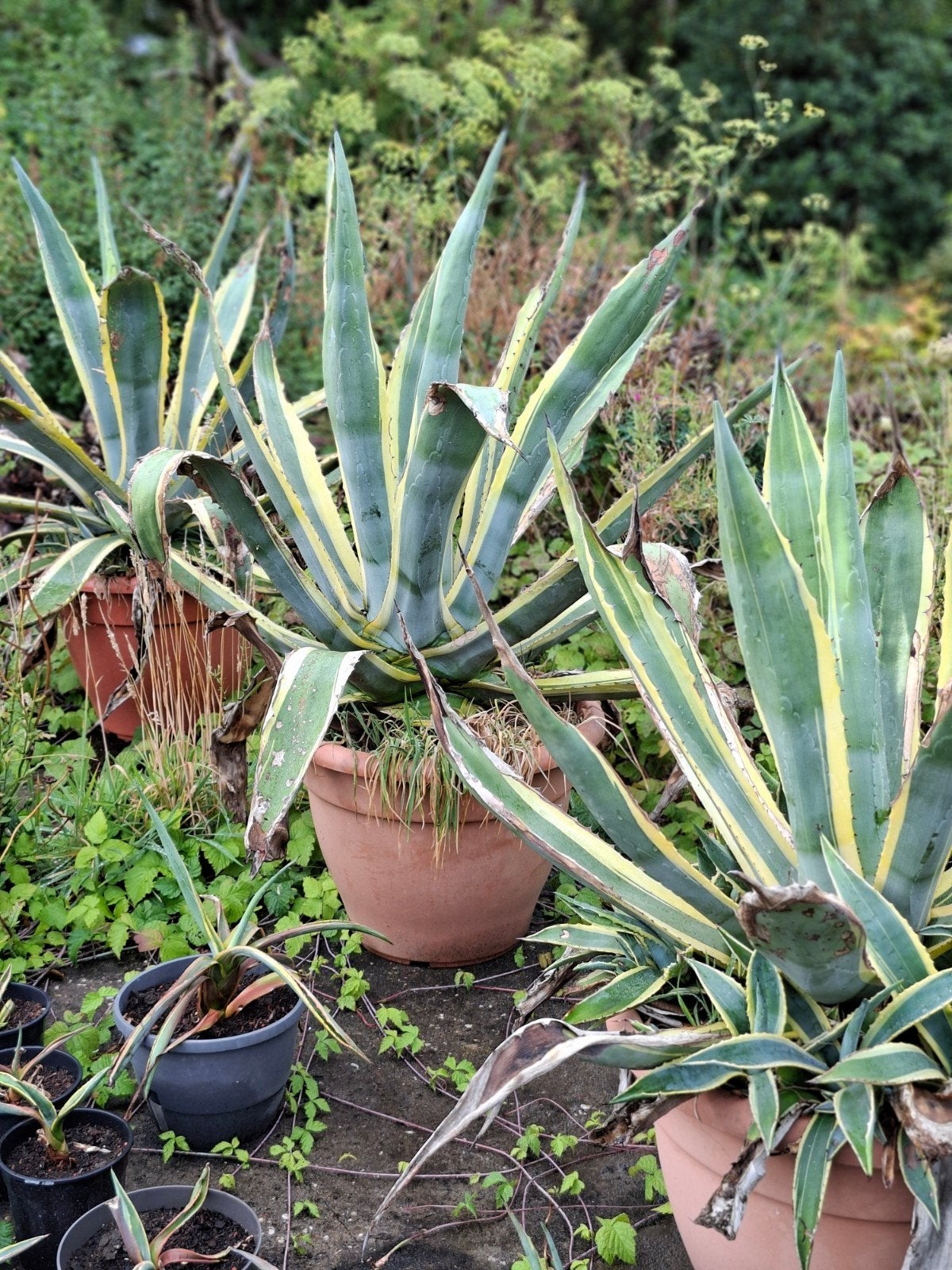 agave americana, Volle zon, Vaste plant, Bloeit niet, Ophalen