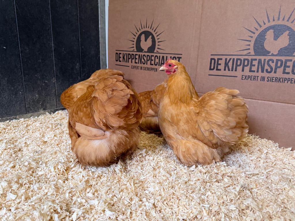 Jonge tamme Cochin kriel kippen buff , gesekst + ingeënt, Dieren en Toebehoren, Pluimvee, Vrouwelijk, Kip