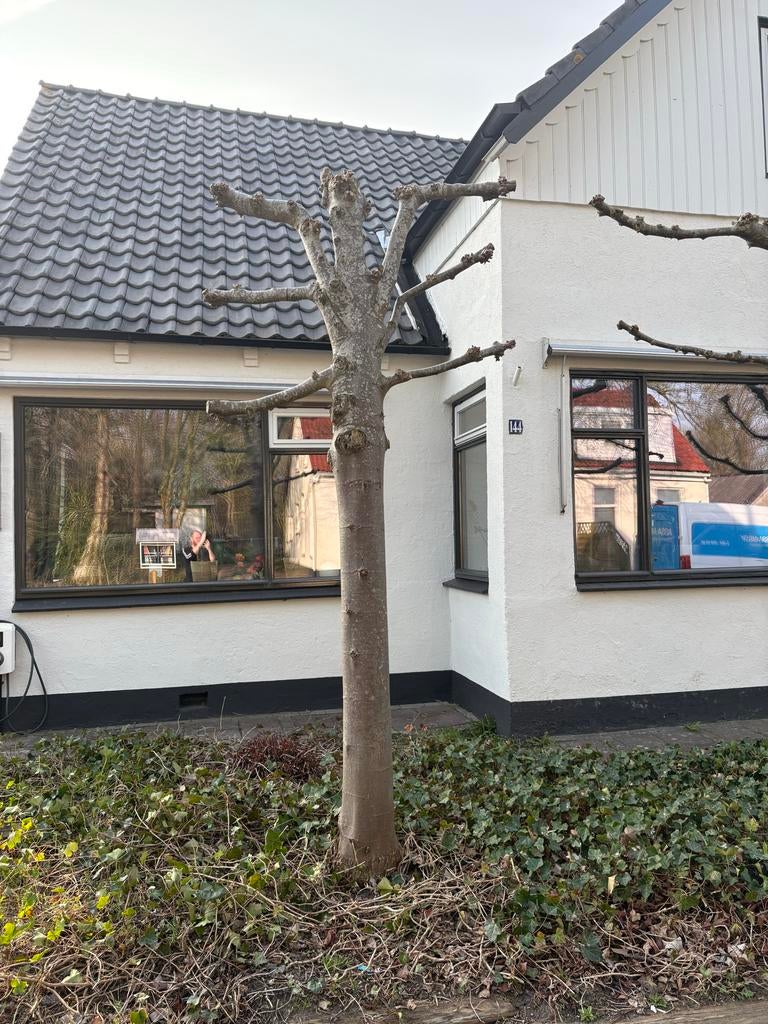 Leiboom, Ophalen, Overige soorten, Struik, 250 cm of meer